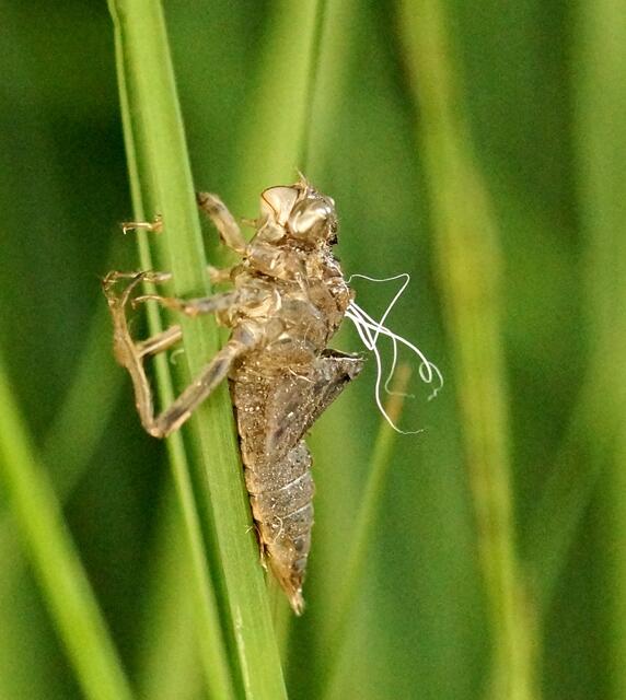 Die Libelle ist geschlüpft. Die leere Larvenhülle (Exuvie) hängt noch an dem Pflanzenstängel an dem sich die Larve verankert hatte.Welche Libelle mag hier wohl ihre Larvenhülle verlassen haben?