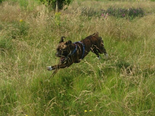 Fast unermüdliche Boxy ;-)))