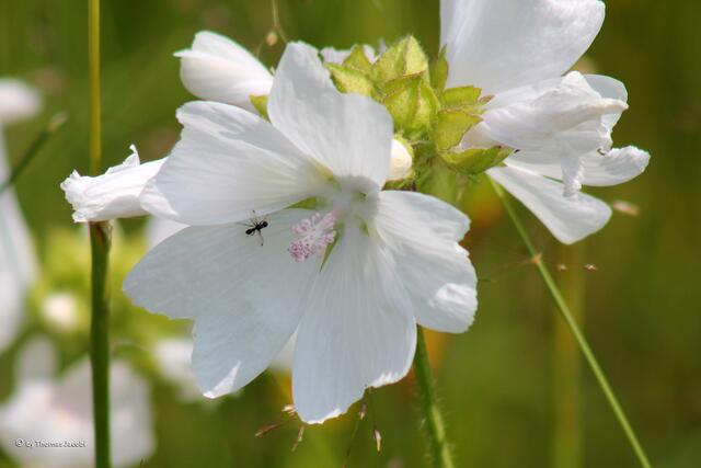Keine Ahnung, was das für eine Blüte ist, sah aber richtig schön aus.