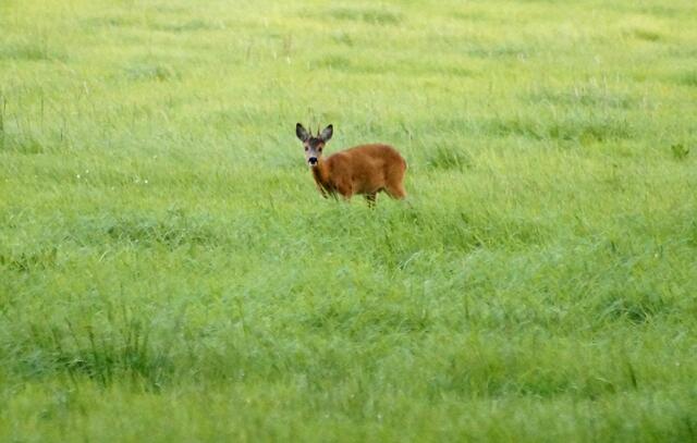 Immer wieder Begegnungen mit dem Rehwild.