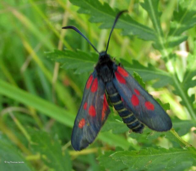 ...auf eine Wiese mit vielen Insekten. Hier ein Sechsfleck-Widderchen.