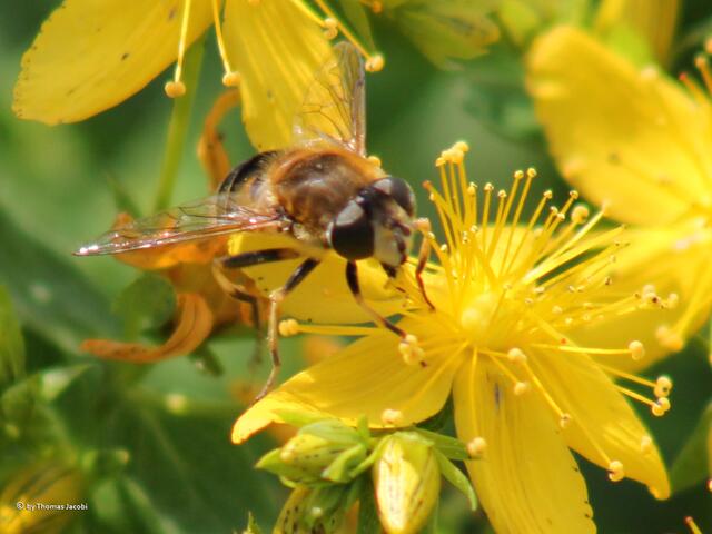 Und auch diese Schwebfliege...