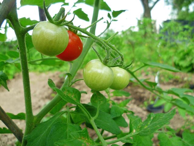 5.7.2013 - Tomaten