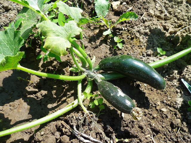 2.7.2013 - Zucchini
