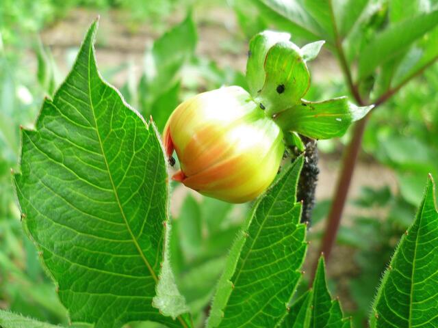 5.7.2013 - Dahlienknospe