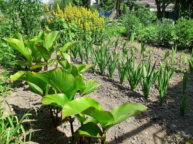2.7.2013 - Cannas und Glockenblumen