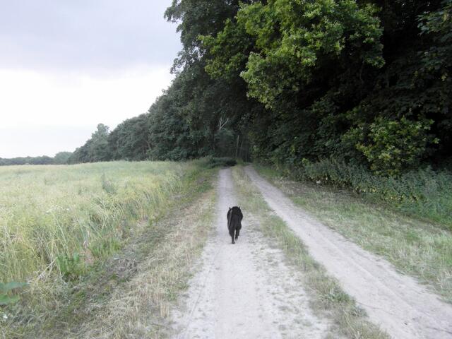 Rein in den Wald