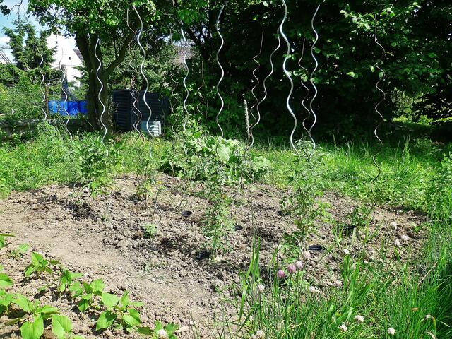 2.7.2013 - Tomaten