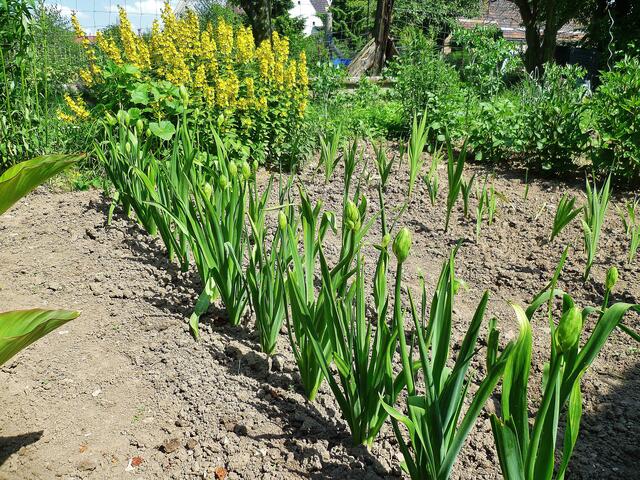 2.7.2013 - Glockenblumen