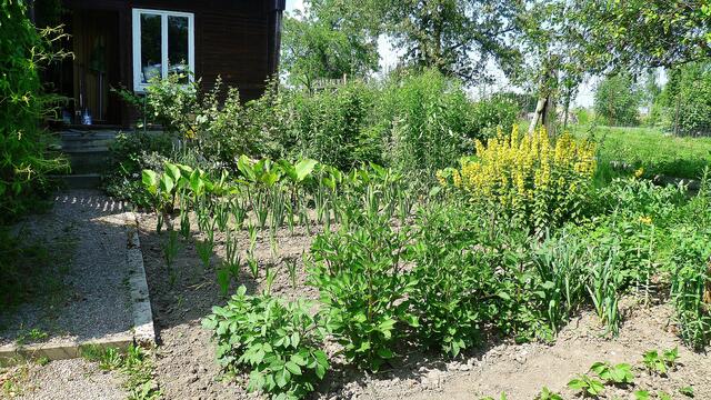 5.7.2013 - Dahlien Knospen