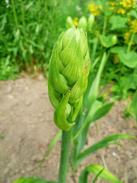 5.7.2013 - Glockenblume