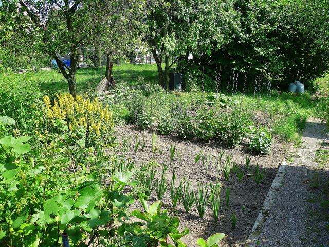 2.7.2013 - Omas Blumenbeet