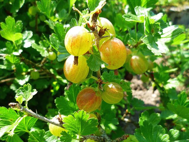2.7.2013 - Rote Stachelbeeren