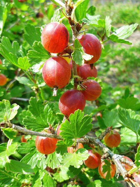 13.7.2013 - Rote Stachelbeeren