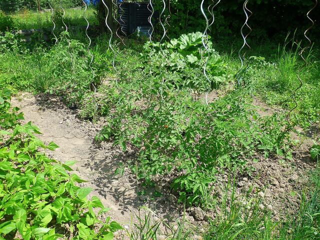 13.7.2013 - Tomaten