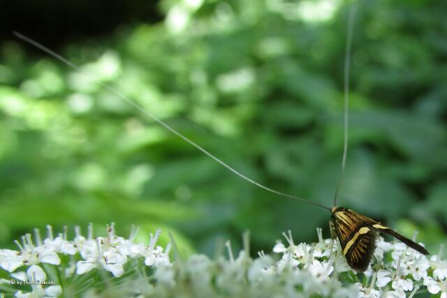 Die Männchen der Gebänderten Langhornmotte (Nemophora degeerella)...