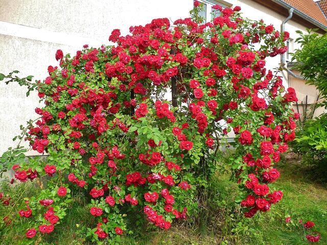 13.7.2013 - Rosentor / leider nicht unseres