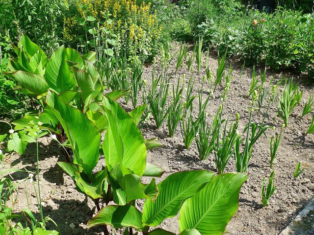 13.7.2013 - Cannas und Gladiolen