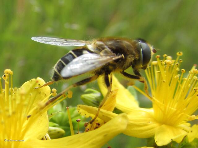 Noch eine Schwebfliege...