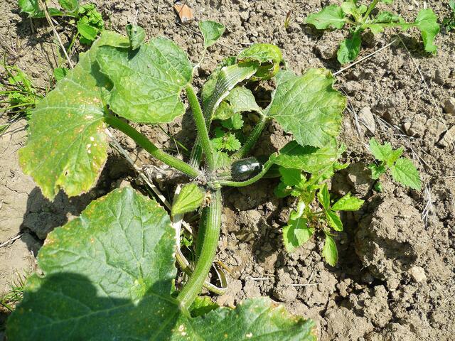 13.7.2013 - Zucchini