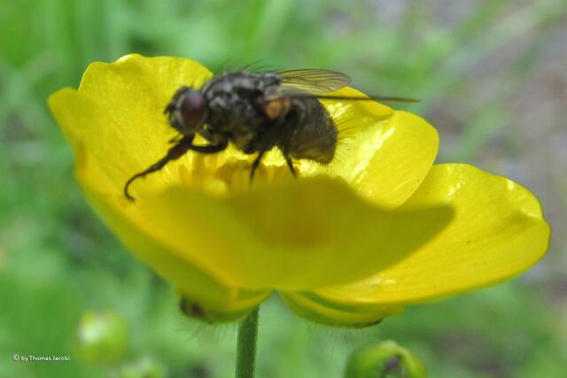 Eine ganz kleine Fliege auf einer Butterblume.