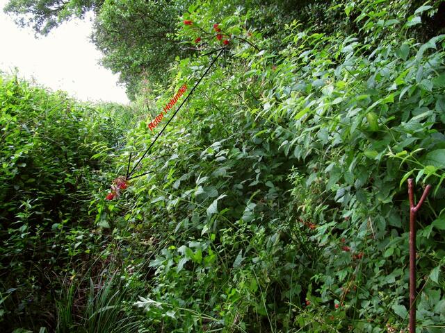 ...hinter dem Sumpf wächst alles.z.B. der rote Holunder(Pfeil!!) und bei meinem Wanderstab die Himbeeren