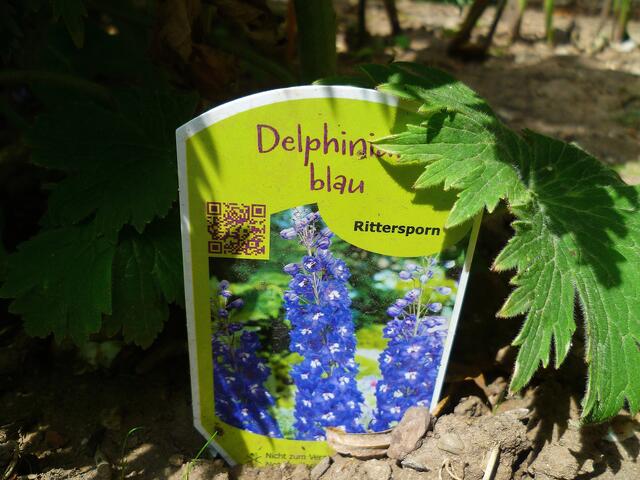 13.7.2013 - Rittersporn