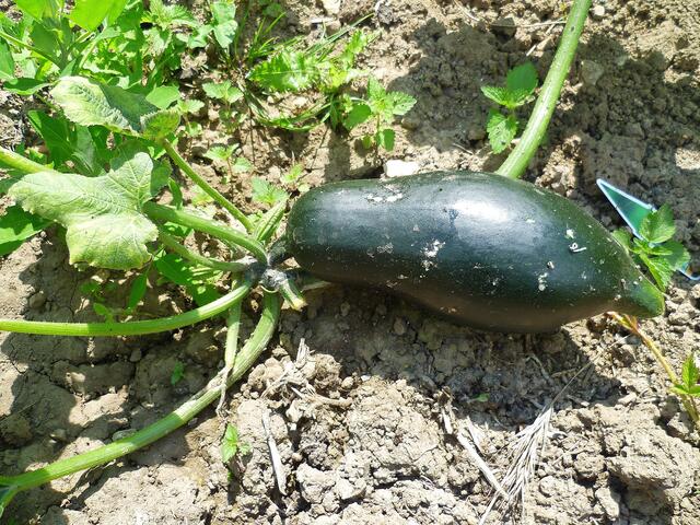 13.7.2013 - Zucchini