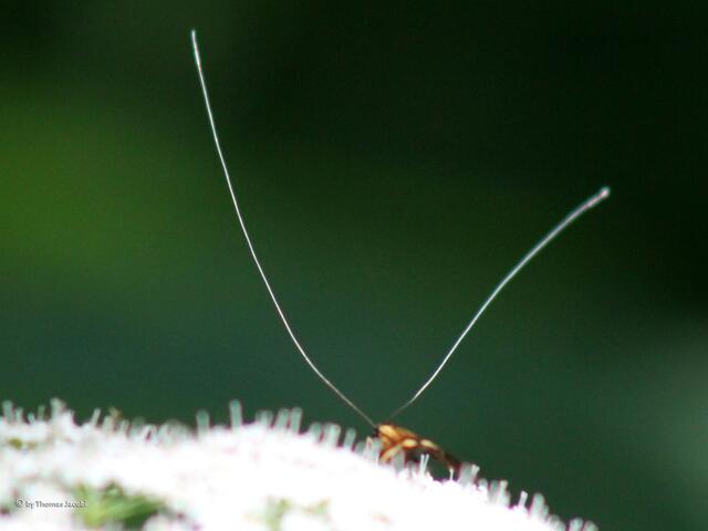 Der Buschfunk. :-))