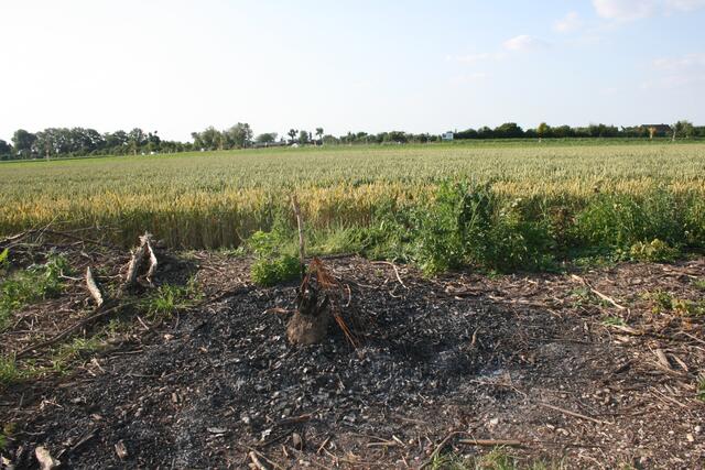 Auch der von den Nacktbadern errichtete gelochtene Holzzaun fiel dem Feuer zum Opfer