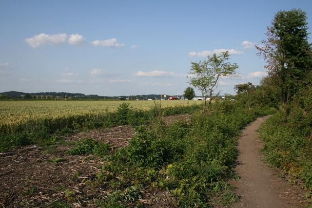 Früher standen hier Bäume