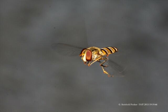Scwebfliege im Flug .