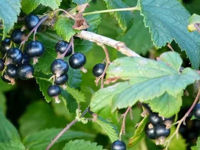 Schwarze Johannisbeere