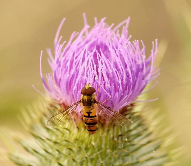 Die bei den Landwirten wegen ihrer Nützlichkeit beliebte Hain-Schwebfliege - siehe Bildunterschrift Bild Nr. 30 - wurde im Jahr 2004 zum "Insekt des Jahres" gewählt.