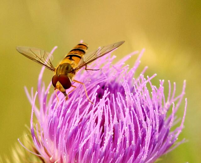 Die Kratzdistel hat Besuch von einer Hain-Schwebfliege (Episyrphus balteatus). Sie gehört zu den annähert 40 Insektenarten die die zart lilafarbenen Blütenköpfchen umschwirren, sich an ihrem Nektar laben oder an ihr ihre Eier ablegen.