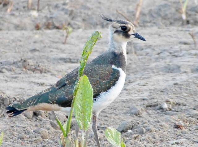 Kiebitz, diesjähriger Jungvogel, gerade flügge