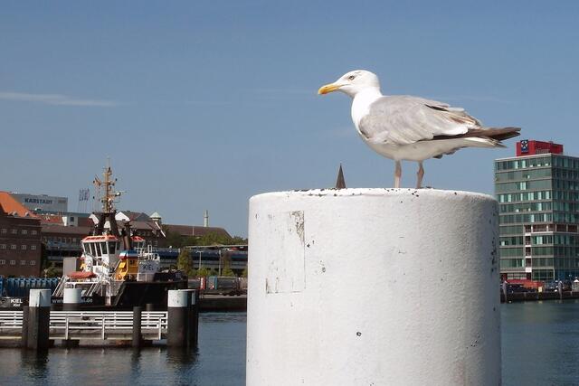 Die Silbermöwe beobachtet die Passanten am Kieler Hafen.