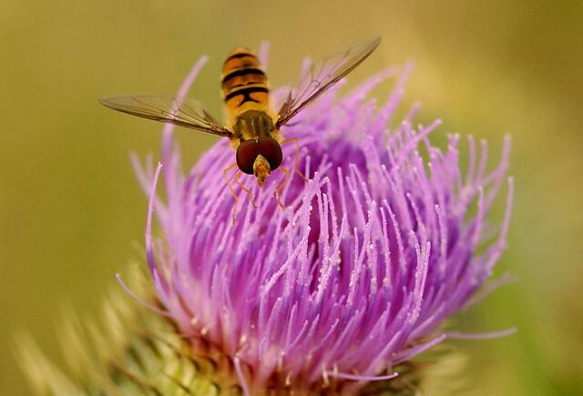 Die Hainschebfliege vollführt fast...