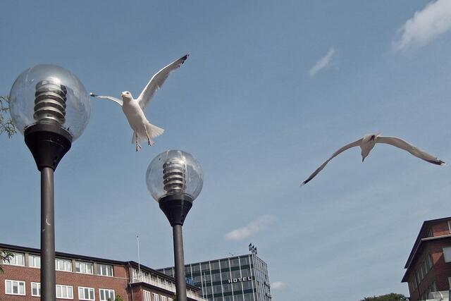Als wahre Flugakrobaten erweisen sich die Möwen zwischen Gebäuden, Bäumen und Straßenlampen.
