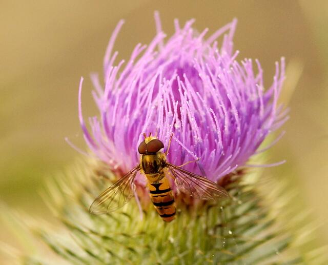 ... einen kleinen "Blütentanz" während ihres Blütenbesuches