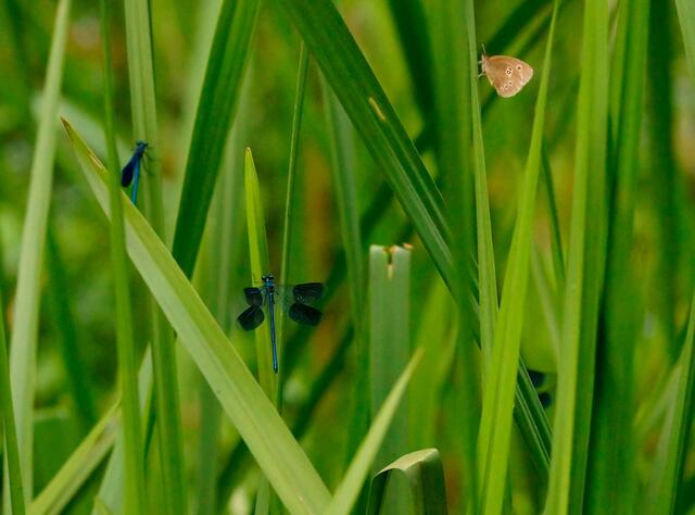 Abendliches Stillleben am Fließgewässer. Die Männchen der "Gebänderten Prachtlibelle" und der "Braune Waldvogel" sind auch nach dem Sonnenuntergang im Uferrandbewuchs anzutreffen.