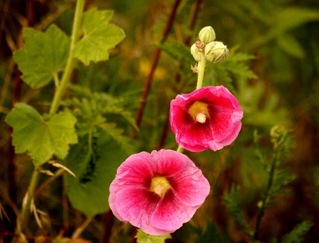Mitten in einer Ackerrandbeflanzung fand sich auffällig leuchtend eine Stockrose.