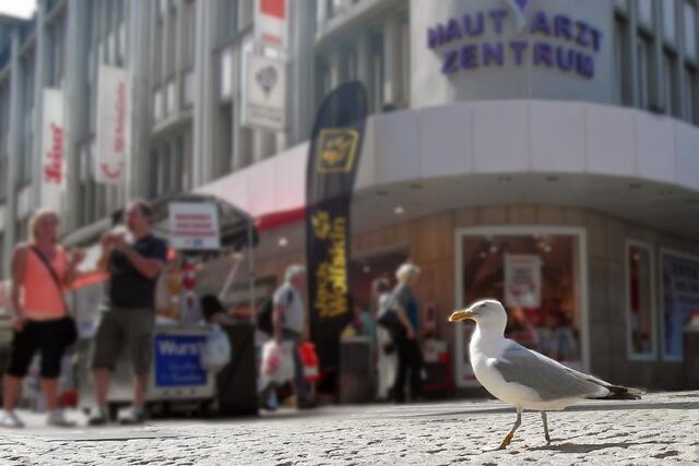 Urlauber werfen den Möwen gern ein paar Leckerbissen zu.