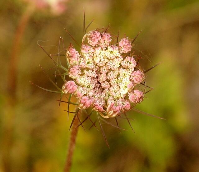Eine unreife Blütendolde der "Wilden Möhre".