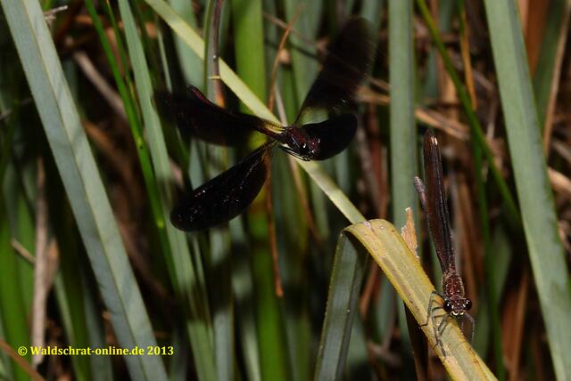 Schwer zu fotografieren: Ein Männchen beim Balzflug. Das Weibchen ist noch nicht genug beeindruckt und schaut daher weg.