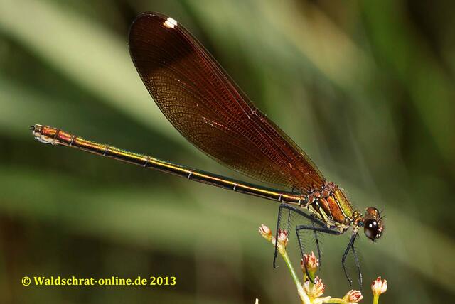 Ein Weibchen der Bronzenen Prachtlibelle (Calopteryx haemorrhoidalis) im Profil. Beachte die dunklen Flügelspitzen und die weißen Flügelmale.