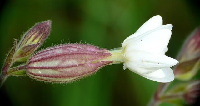 Das Taubenkropf-Leimkraut (Silene vulgaris) wird auch Gewöhnliches Leimkraut oder Aufgeblasenes Leimkraut genannt. Oder ist es die Weiße Lichtnelke (Silene latifolia)? Sie wird auch Weiße Nachtnelke oder Weißes Leimkraut genannt.