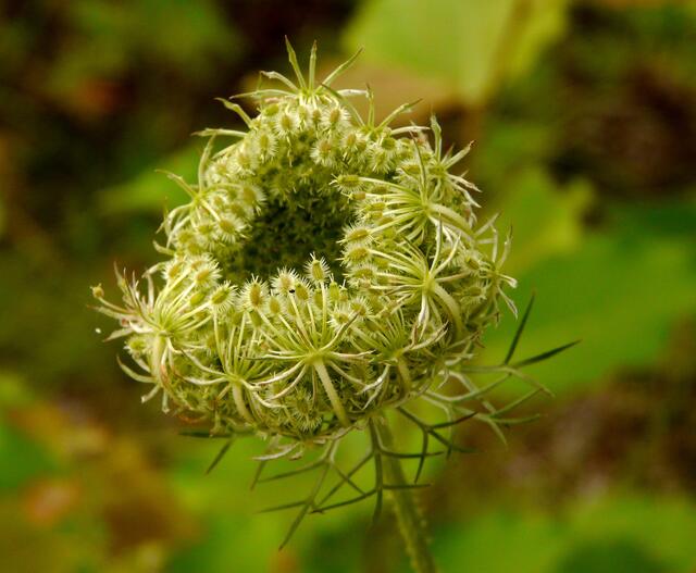 Nestförmig eingerollte Fruchtdolde.