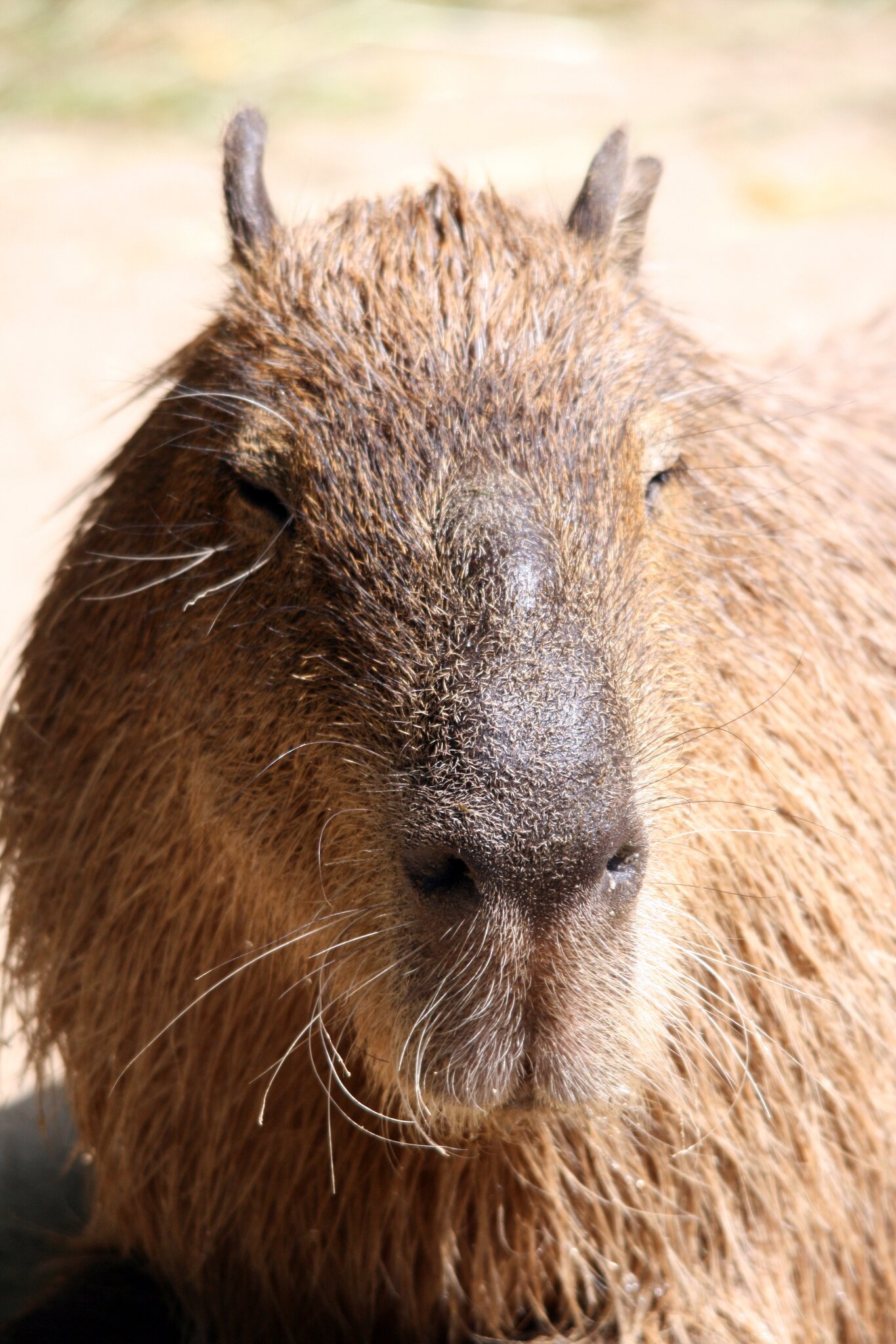 Zweiter Besuch bei der knuffigen CapybaraFamilie HannoverZoo