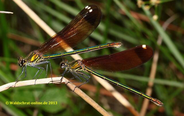 Zwei Weibchen schauen sich in der Vegetation sitzend die Balztänze der Männchen an.